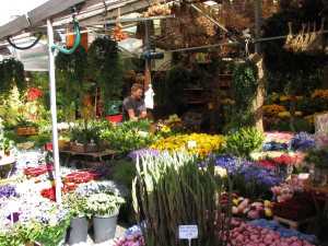 blumenmarkt in Amsterdam