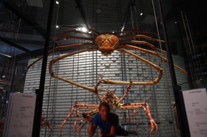 giant crab